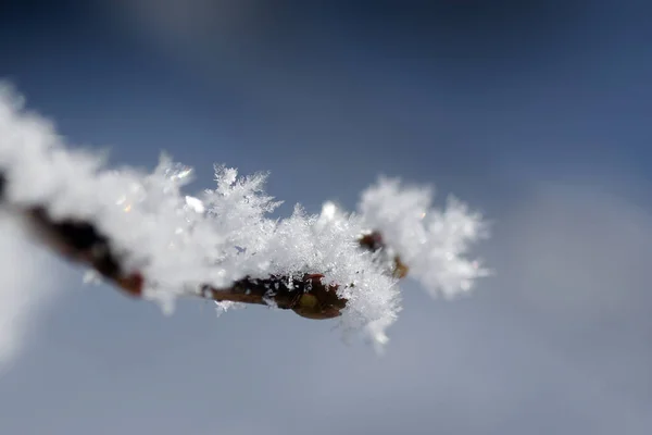 Μακρόσυρτο Κλαδί Δέντρου Μπουμπούκια Που Καλύπτονται Από Νιφάδες Χιονιού — Φωτογραφία Αρχείου