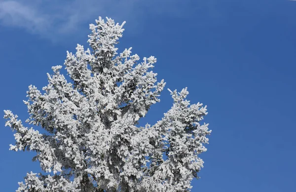 Spruce Δέντρο Ελαφρύ Κάλυμμα Χιονιού Και Μπλε Ουρανό — Φωτογραφία Αρχείου