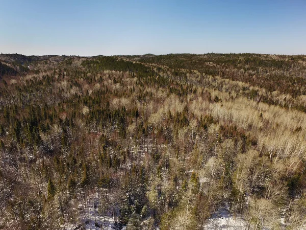 Aerial View Forest Early Spring — Stock Photo, Image