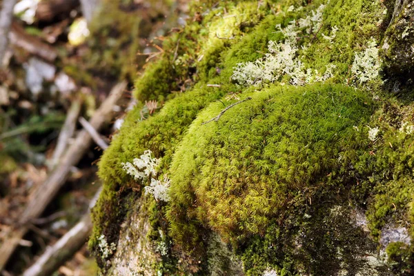Rock Moss Lichen Wet Boreal Forest Early Spring — Stock Photo, Image