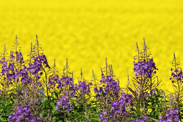 Flores de campo roxas e amarelas — Fotografia de Stock
