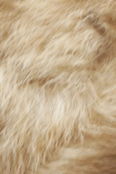 Soft fur background — Stock Photo, Image