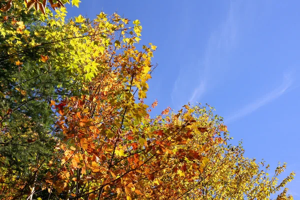 Fall colors and sky — Stock Photo, Image