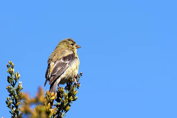 American goldfinch and sky — Stock Photo, Image
