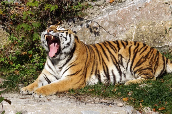 Tijger geeuwen — Stockfoto