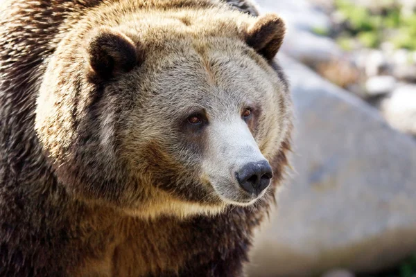 Grande ritratto grizzly — Foto Stock