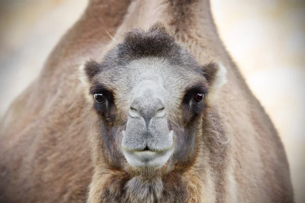 Camel tittar på kameran — Stockfoto