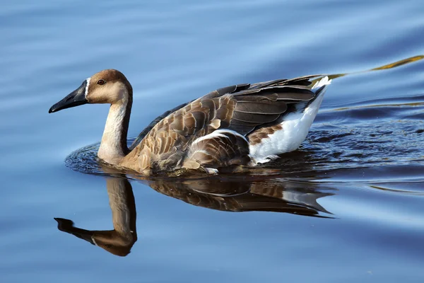 Oca cigno sull'acqua — Foto Stock