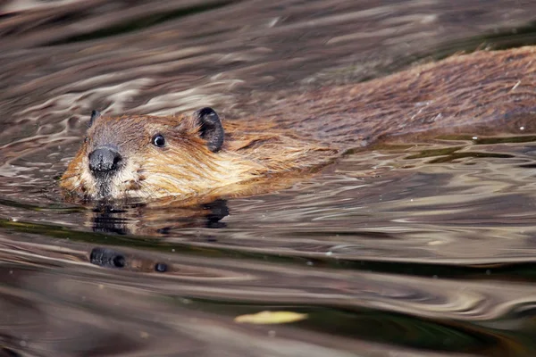 Beaver camera kijken — Stockfoto