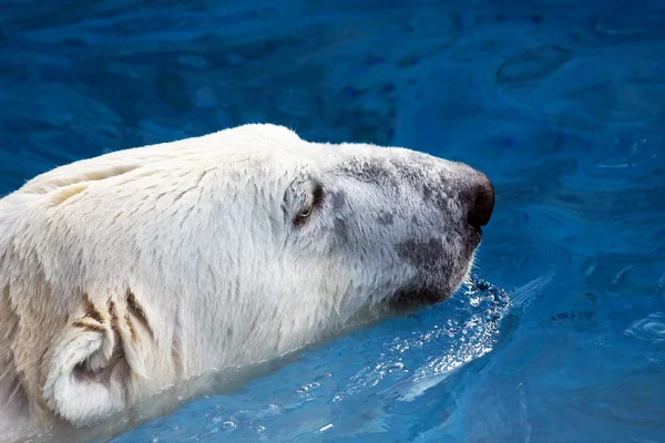 游泳的北极熊的头 — 图库照片