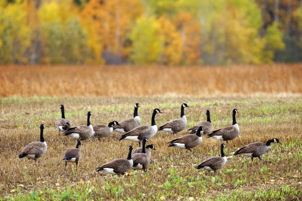 Gansos de Canadá en un campo — Foto de Stock