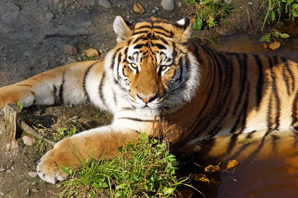 Тигр охлаждается в пруду — стоковое фото