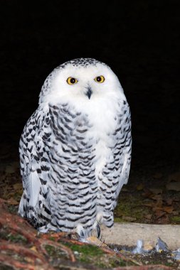 Female snowy owl clipart