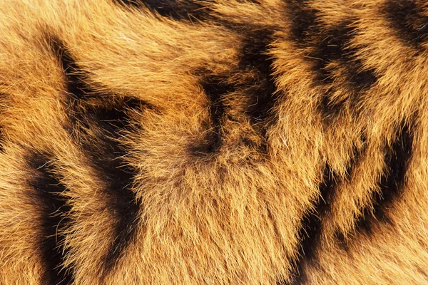 Tiger fur background — Stock Photo, Image