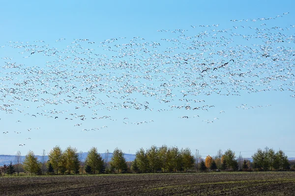 Велика група літаючих снігових гусей — стокове фото