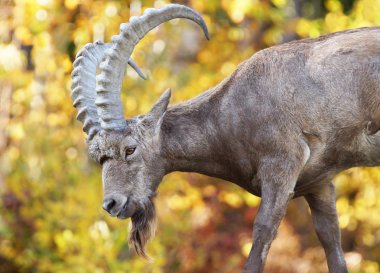 Male Siberian ibex during fall clipart