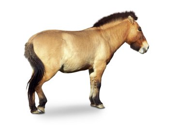 Przewalski'nın vahşi at