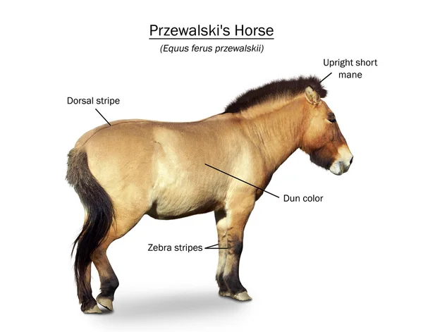 Het Przewalski wild paard presentatie — Stockfoto