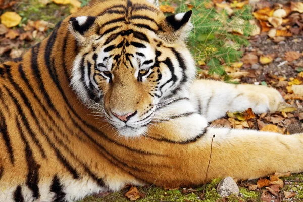 Тигр амурський на натуральна мелена — стокове фото