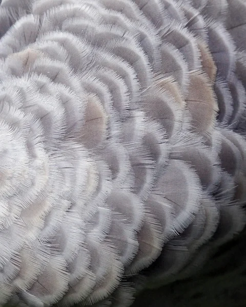 Fondo de plumas de grúa Sandhill — Foto de Stock