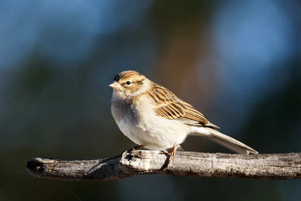 Chipping sparrow on branch — Stock Photo, Image