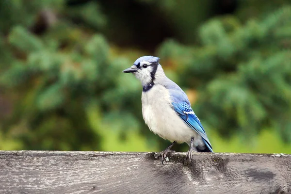 Blue jay, na ogrodzeniu — Zdjęcie stockowe