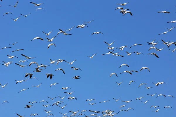 Snow geese and sky — Stock Photo, Image