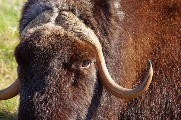 Portret kobiety musk ox — Zdjęcie stockowe