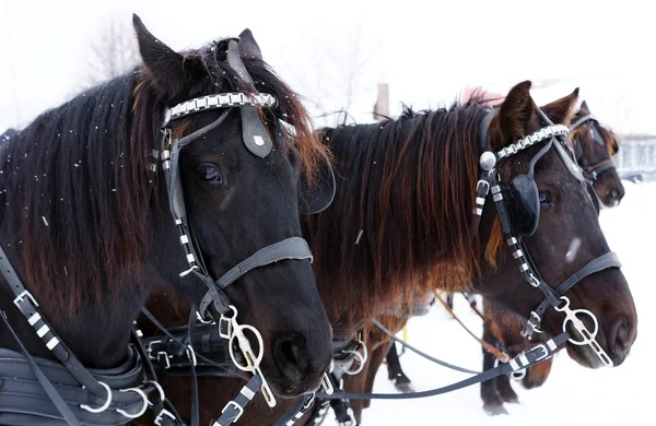 Equipo de caballos canadienses — Foto de Stock