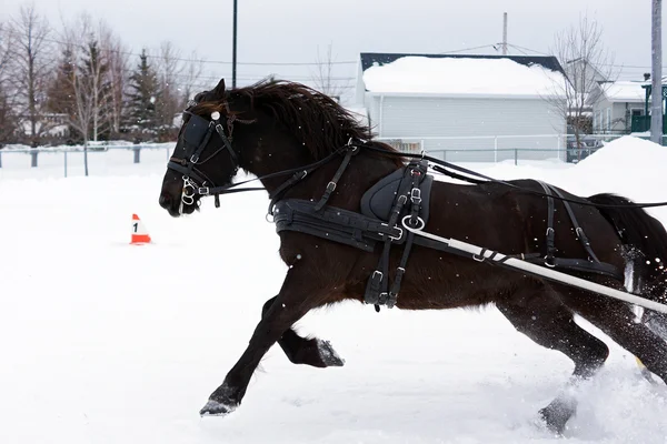 Cavalo canadense no inverno competiton — Fotografia de Stock