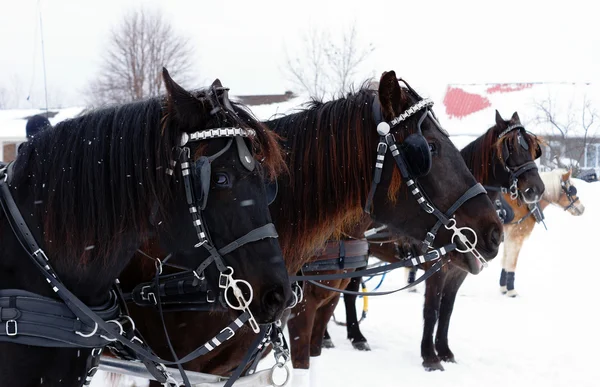 Koně v jízdě konkurence — Stock fotografie