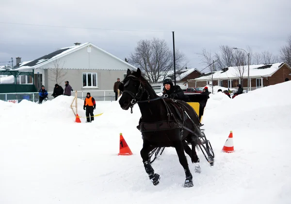 Canadian horse pulling sleigh — Stock Photo, Image