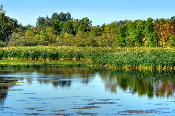 Beautiful marsh — Stock Photo, Image