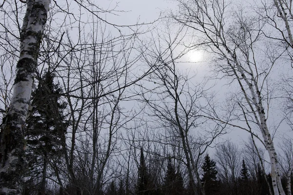 Clouded sun in the woods — Stock Photo, Image