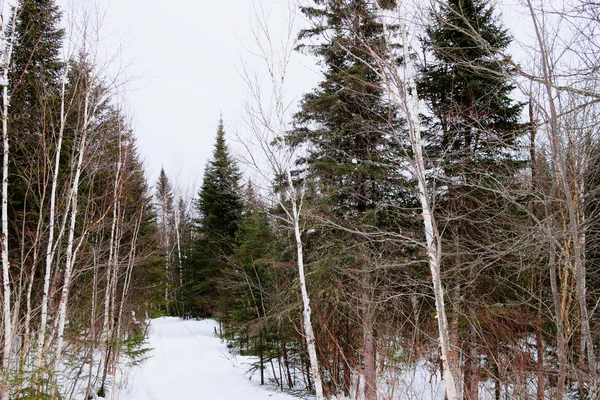 Boreale Waldlandschaft — Stockfoto