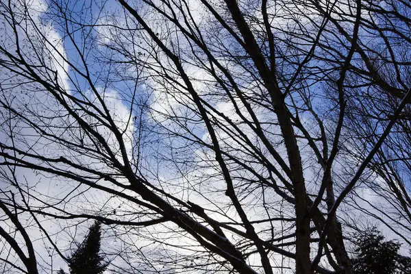 Gökyüzüne karşı dallar — Stok fotoğraf