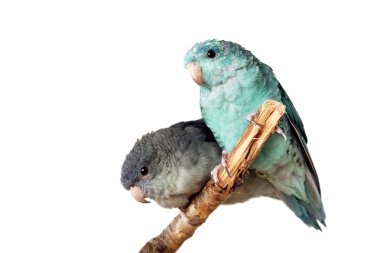 Beyaz üzerine parakeets