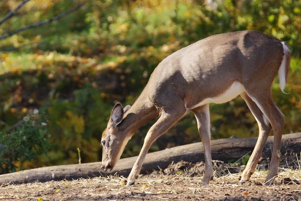 White-tailed deer doe — Stock Photo, Image