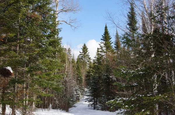 Paesaggio foresta invernale — Foto Stock