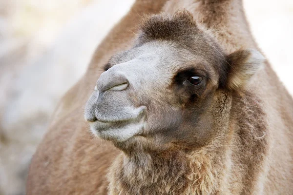 Schattig Bactrische Kameel — Stockfoto