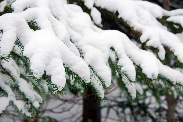 Sparren takken bedekt met sneeuw — Stockfoto