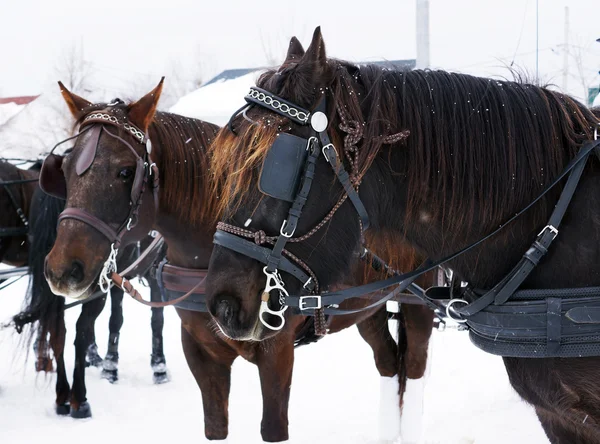 Caballos canadienses —  Fotos de Stock