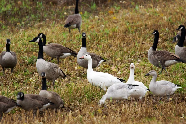 Geese in a field — Stock Photo, Image