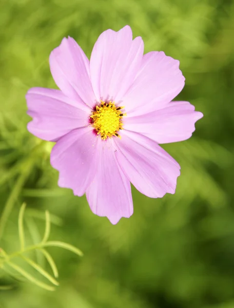 Χαριτωμένο ροζ λουλούδι — Φωτογραφία Αρχείου