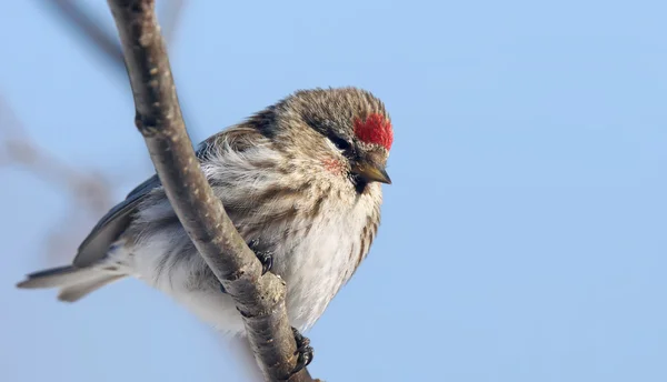 Redpoll comum feminino — Fotografia de Stock