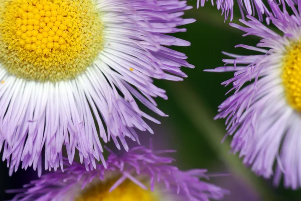 Purple flowers close — Stock Photo, Image