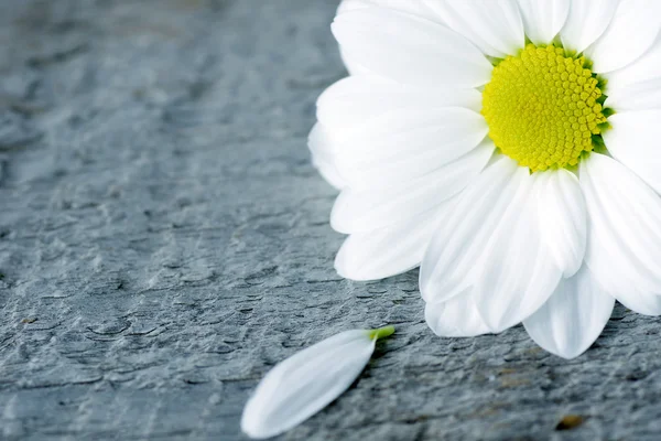 Daisy flor com pétala em madeira — Fotografia de Stock