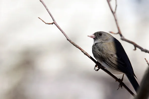 Mörkögda junco — Stockfoto