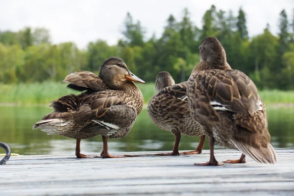 Ducklings drying off — Stock Photo, Image