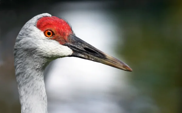 Profil de la grue du Canada — Photo